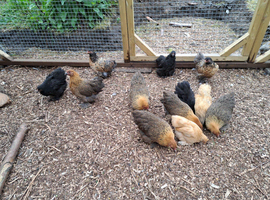 Lovely Pekin Bantam Pullets +