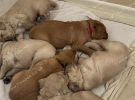 Golden retriever puppies