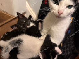 5 kittens ready now