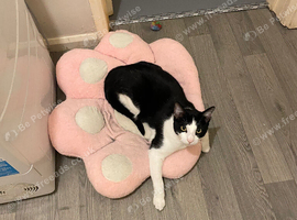 Male cat