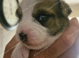 Jack ruussell puppies