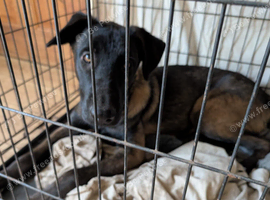 Dutch shepherd x malinois