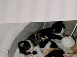 Mittens