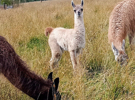 Llamas