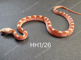Hypo bloodred extreme pied baby corn snake