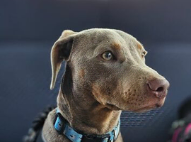 Dachshund x staffy boy 1 year old