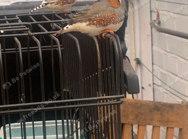 male zebra finches