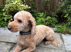 Female small cockapoo