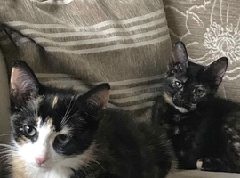 Pippin is the tortoiseshell and Daisy is a calico
