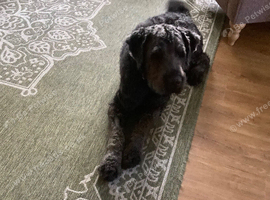 Ralphie is a Saint Bernadoodle