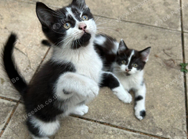Two Female Tuxedo Kittens Looking for Loving Homes