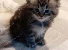 Gorgeous Maine Coon x Persian Kittens - &pound;450 Each!