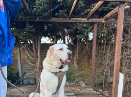 Central Asian Shepherd / Alabai &ndash; Male | Nearly 5 years old |