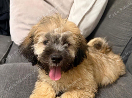 Shih Tzu x Cavapoo puppies in Swansea