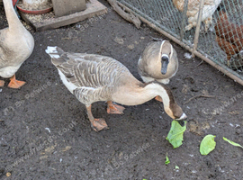 3 Chinese geese