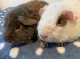 Beautiful teddy Guinea pig brothers