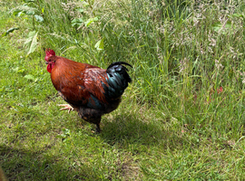 For Rehoming - Cockerel