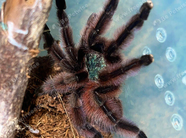 Many female tarantulas. Goliath, pinktoe and many more