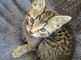 Lovely female looking for a new home