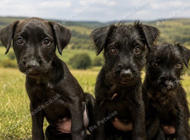 Lakeland Terrier Puppies