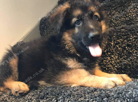 Beautiful German shepherd puppies
