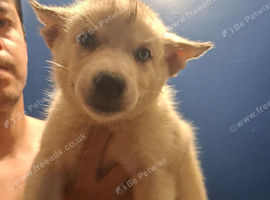 2 female siberian husky pups