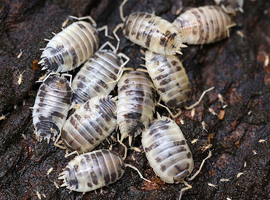ISOPODS 25 for &pound;12 shipped.