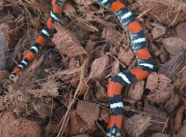 Tri Colour Hognose Snakes
