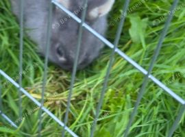 12 week old