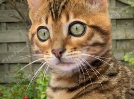 Quality TICA Registered Kittens