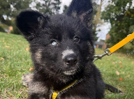 Female pups ready now