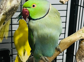 Male blue Ringneck taking parrot