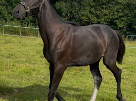 OUTSTANDING 16HH YEARLING SHOWJUMPING PROSPECT