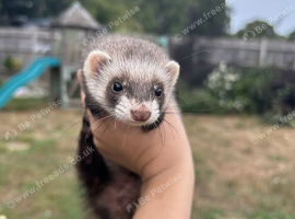 1 gorgeous ferret x micro jill