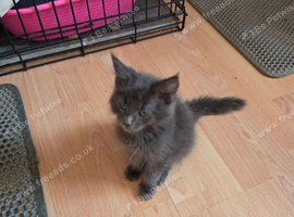 TICA REGISTERED STUNNING KITTENS