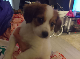 Cocker sprizt 6month old bitch