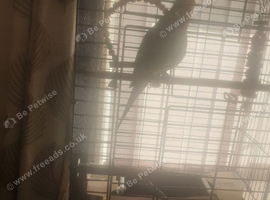 Hand tamed Baraband parakeet