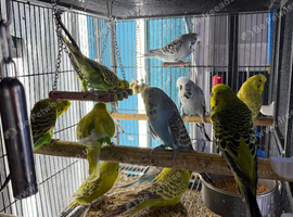 Baby budgies Glasgow