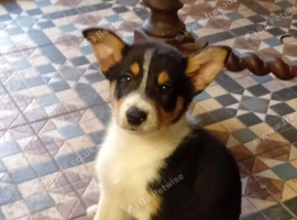 Puppy for sale