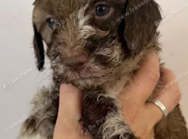 Chocolate merle cockapoo puppies