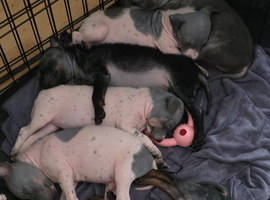 American Hairless Terrier puppies