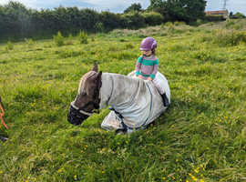 Grass livery wanted