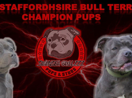Blue Staffordshire Bull Terrier Champion Pups