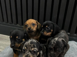 Cute chiweenie boys Ready To Leave
