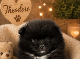 One left Ready Today Teacup Teddy bear Puppies
