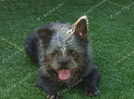8 month old male