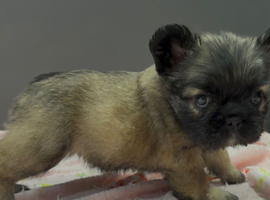 Fluffy French bulldog
