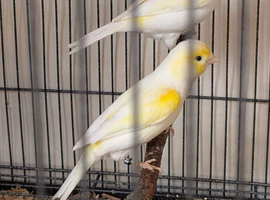 Yellow mosaic canaries