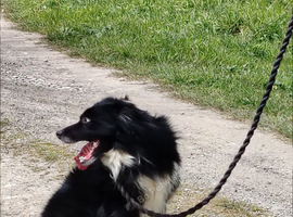 Rehoming Collies