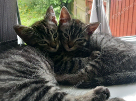 Two mixed breed tabbys